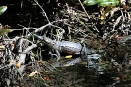 Crocodiles dans la mangrove