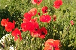 Un peu de poésie...