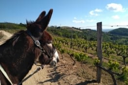 Toujours de la vigne, je préfère la luzerne, moi.
