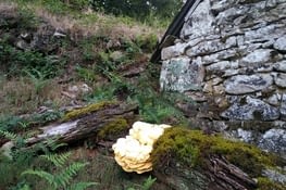 Non, ça je ne mange pas...  ;(