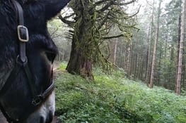 La forêt mystèrieuse