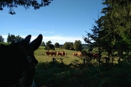 Elles me narguent ces bêtes à cornes