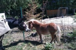 Bizarre cet animal petit et avec des petites oreilles