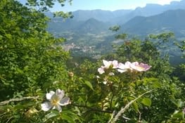 Je préfère celles-là