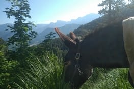 Plus on monte, plus l'herbe est meilleure