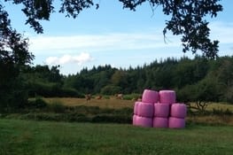 Ici les vaches voient la vie en rose