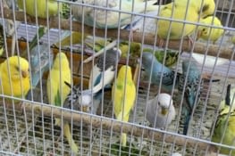 Oiseaux bird marcket