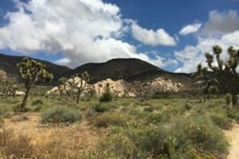 Ryan Ranch Trail