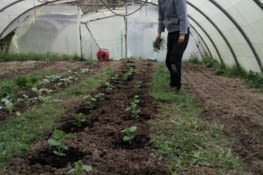 Au travail dans une serre :)