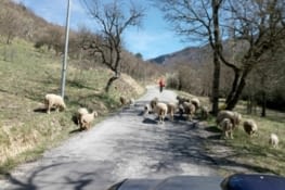 La transhumance des moutons