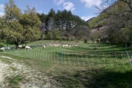 Un enclôt pour les moutons