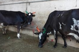 Les vache Sacree' dans le temple de Madurai