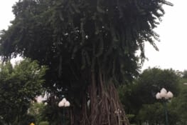 Arbre géant en plein milieu de la ville (on paraît petites)!