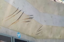 Oups, le coup de griffe n'est pas passé loin