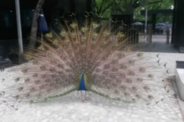 Joli paon !