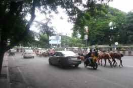 Un berger et son troupeau de chèvres en plein milieu de la rue... normal !