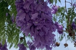 Magnifique les fleurs  de jaracanda (arbre à huîtres)
