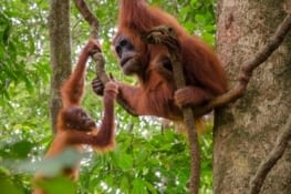 Maman et bébé orang outan