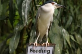 Toujours prêt... ^_^