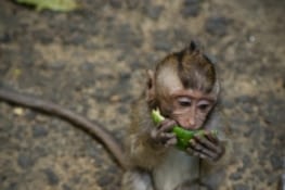 Singes de la monkey forest