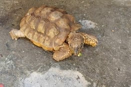 Une bise à la tortue de Claudia, trop mignone