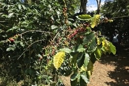 Visite d'une plantation de café