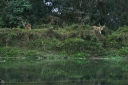 De la nourriture à crocodiles