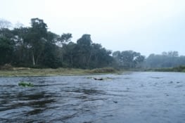 La jungle au petit matin