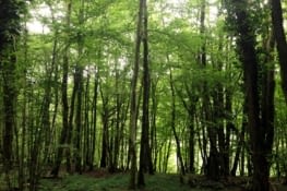 Ardennes Belges : balade dans la forêt de Membre