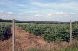 Établissement pénitentiaire pour résineux mineurs récidivistes