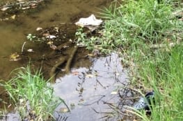 Des crocs' dans leur habitat naturel