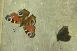 Beaux papillons en hibernation dans la maison