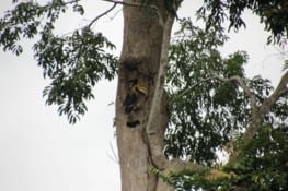 Calao bicorne dans le parc de Khao Yai