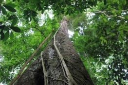 Forêt du parc Khao Yai