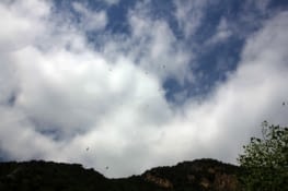 Les vautours rôdent dans la vallée de Roncal