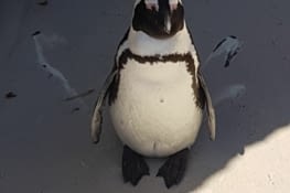 Et puis on est allés voir les pingouins
