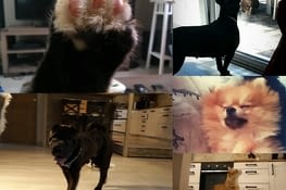 Quelques boules de poils de passage