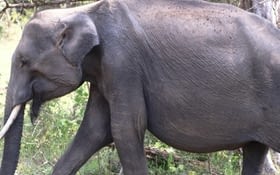 Jour 12 - parc de Yala
