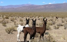 Argentine : dernière étape