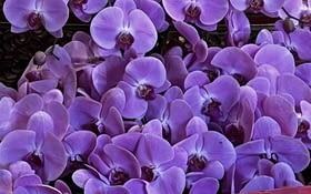 Fleurs et parc