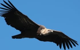 Parc national de Monfragüe