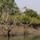 Dans les Sundarbans